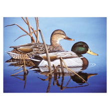 R&L Adult Large A3 Schilderen op Nummer - Blue Water Mallards